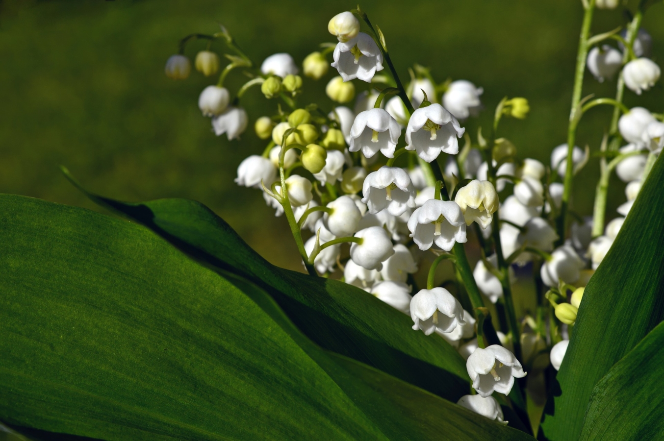 スズラン 鈴蘭 が見頃になる季節は 種類や花言葉 おすすめの名所も紹介 Hanasaku