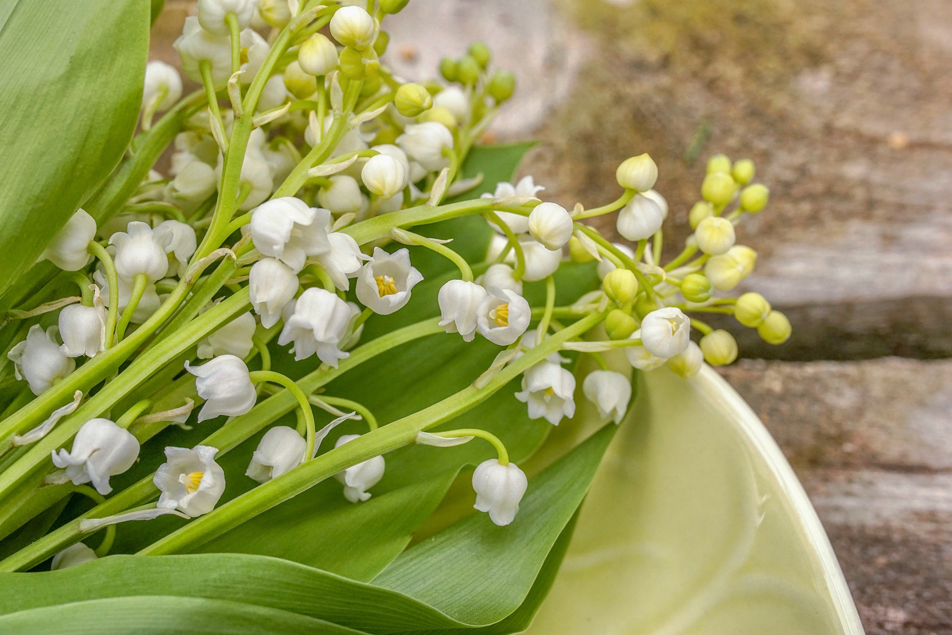 スズラン 鈴蘭 が見頃になる季節は 種類や花言葉 おすすめの名所も紹介 Hanasaku