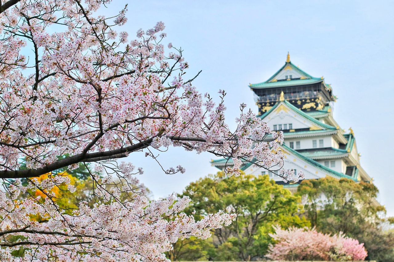 日本の桜の種類は何種類 有名どころの見分け方とミニ桜も紹介 Hanasaku