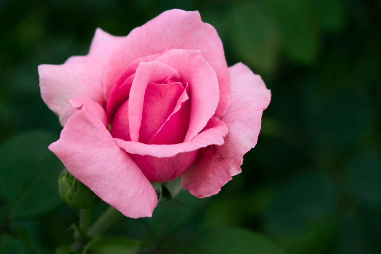 バラ 薔薇 の開花時期を分類別に紹介 咲き方のタイプや特徴も Hanasaku