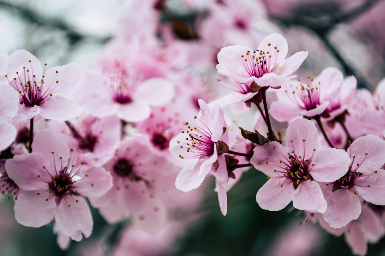 日本の桜の種類は何種類 有名どころの見分け方とミニ桜も紹介 Hanasaku
