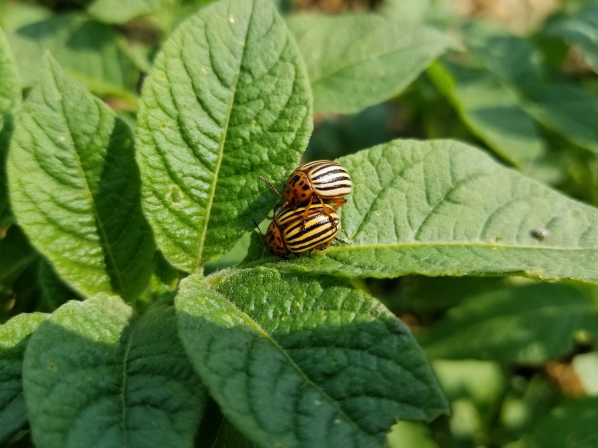 気を付けたい病害虫は?