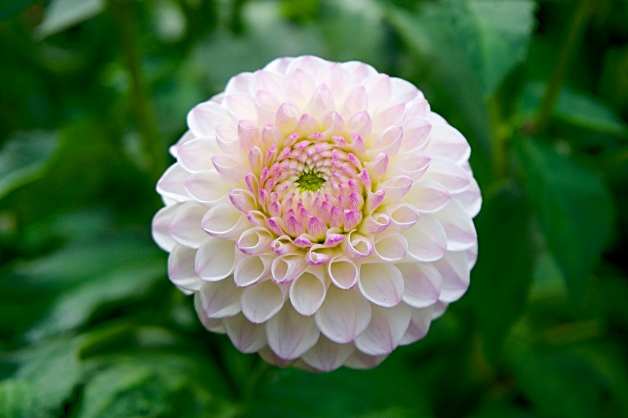 ダリアの見頃の季節はいつ 新鮮な花の見分け方や長持ちさせる方法 Hanasaku