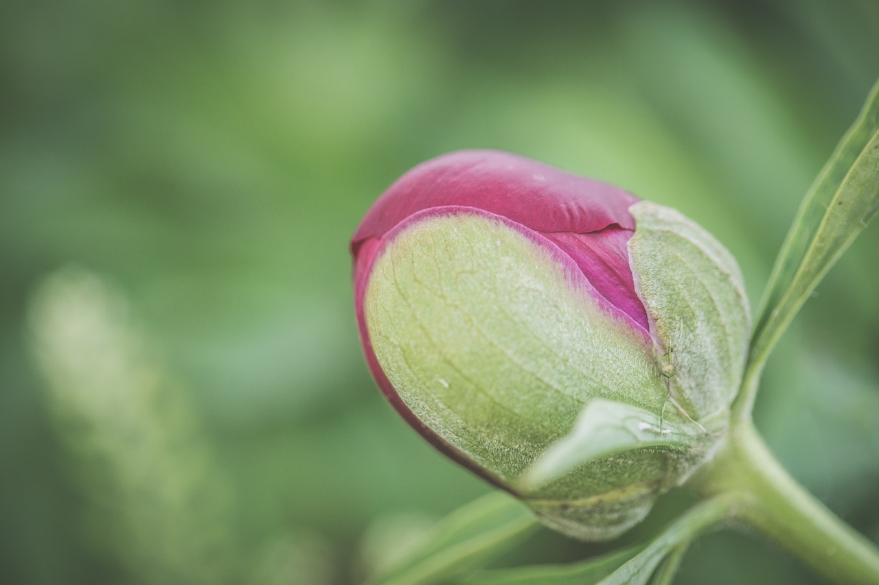 バラ 薔薇 の開花時期を分類別に紹介 咲き方のタイプや特徴も Hanasaku