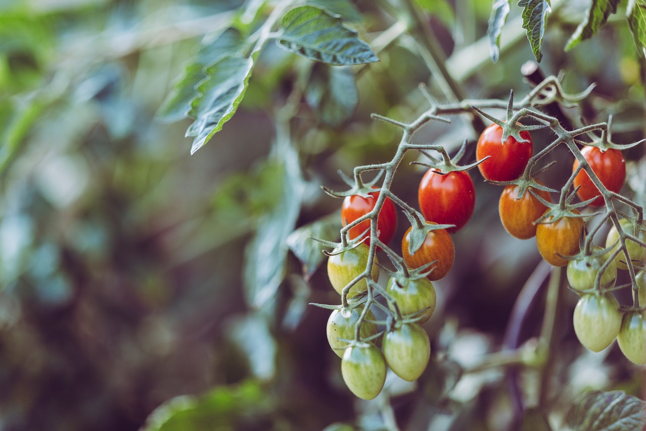 ミニトマトを栽培しよう。家庭で美味しく育てるためのポイント HanaSaku