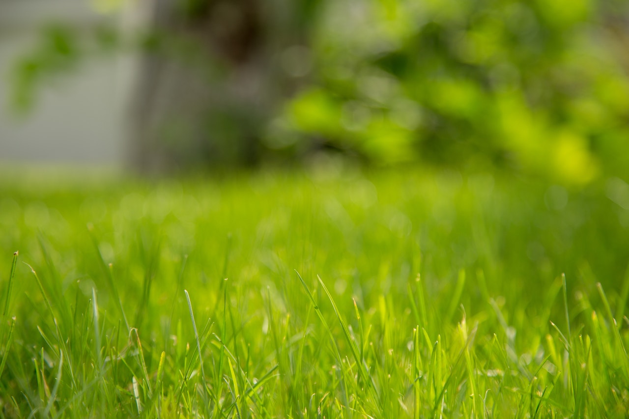 芝生の種類と選び方 タイプ別の特徴を知ってすてきな庭にしよう Hanasaku