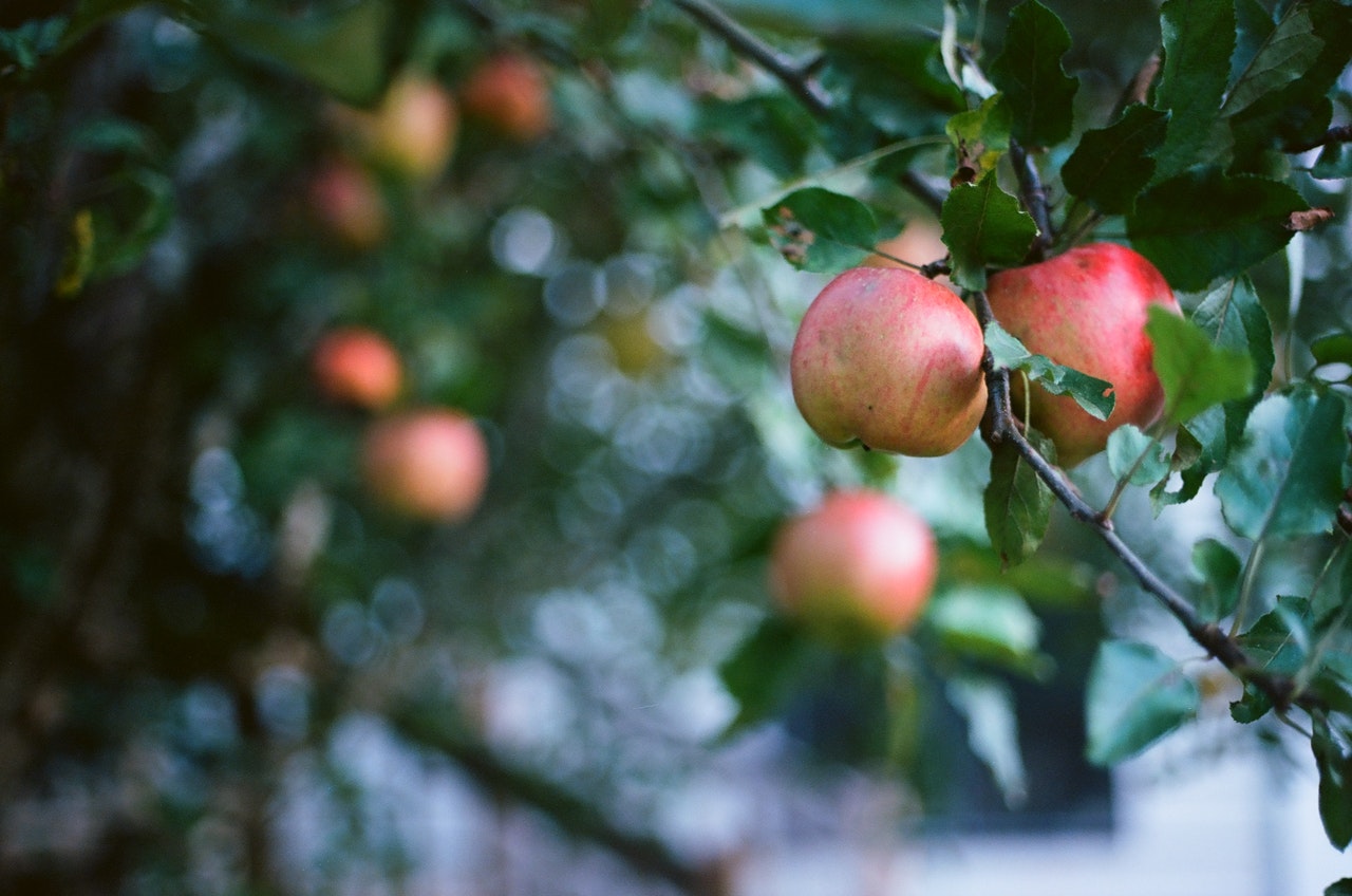 リンゴの種類はいくつある 品種ごとの味の違いや特徴を解説 Hanasaku