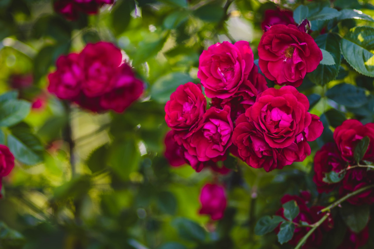 バラ 薔薇 の開花時期を分類別に紹介 咲き方のタイプや特徴も Hanasaku