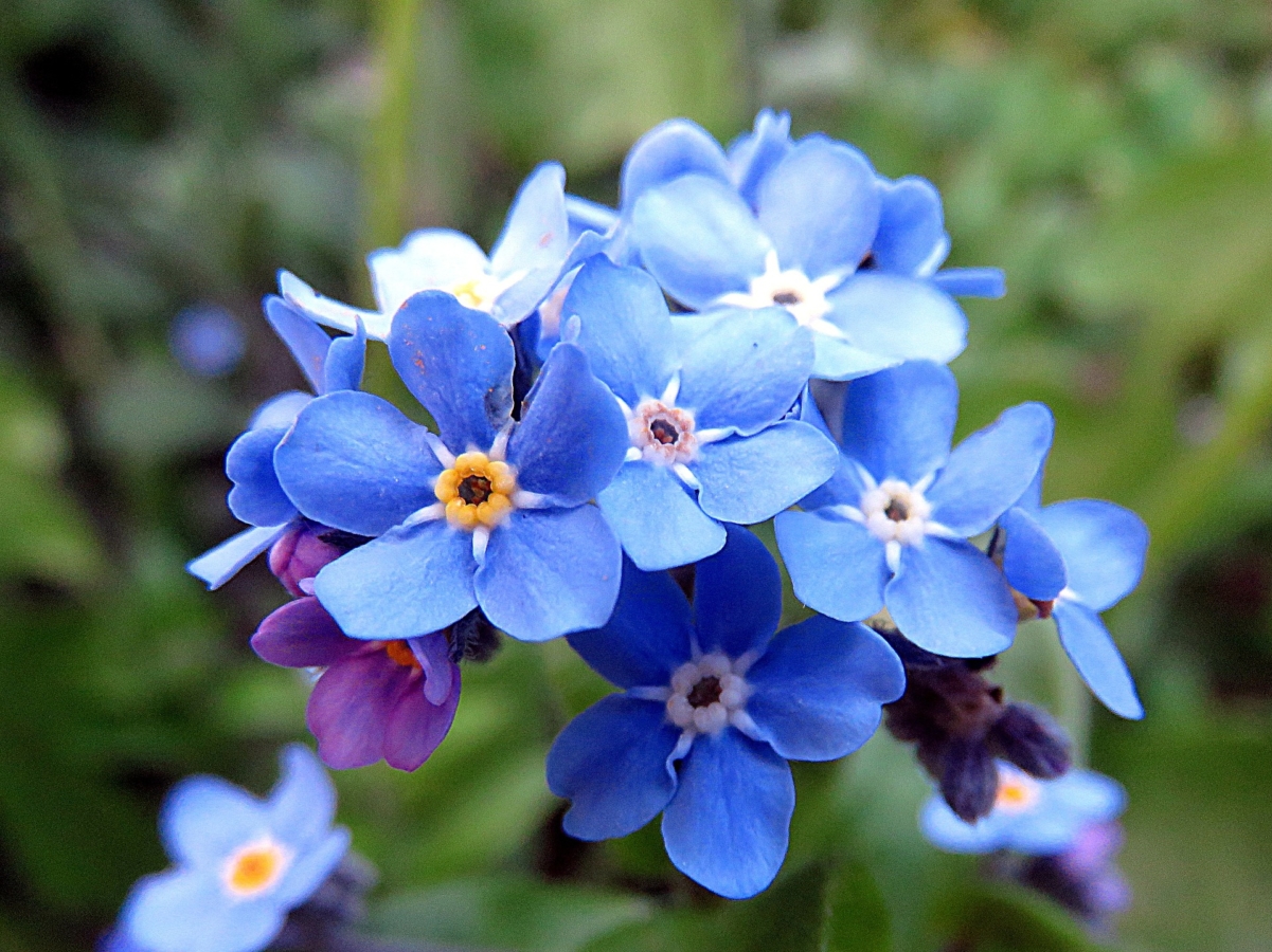 勿忘草 ワスレナグサ の花言葉と由来 色別の花言葉や誕生花 種類 Hanasaku
