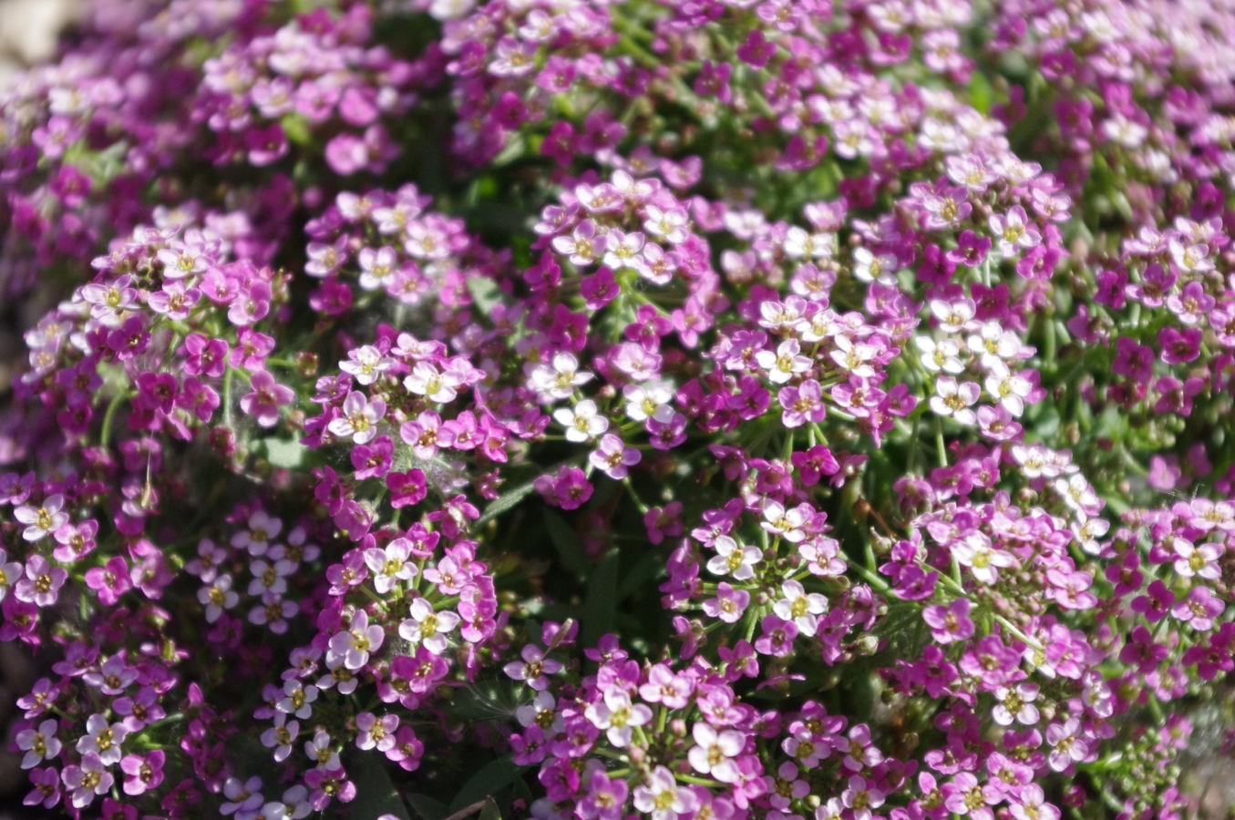 アリッサムの花言葉の意味 由来 花の特徴や種類 誕生花も紹介 Hanasaku