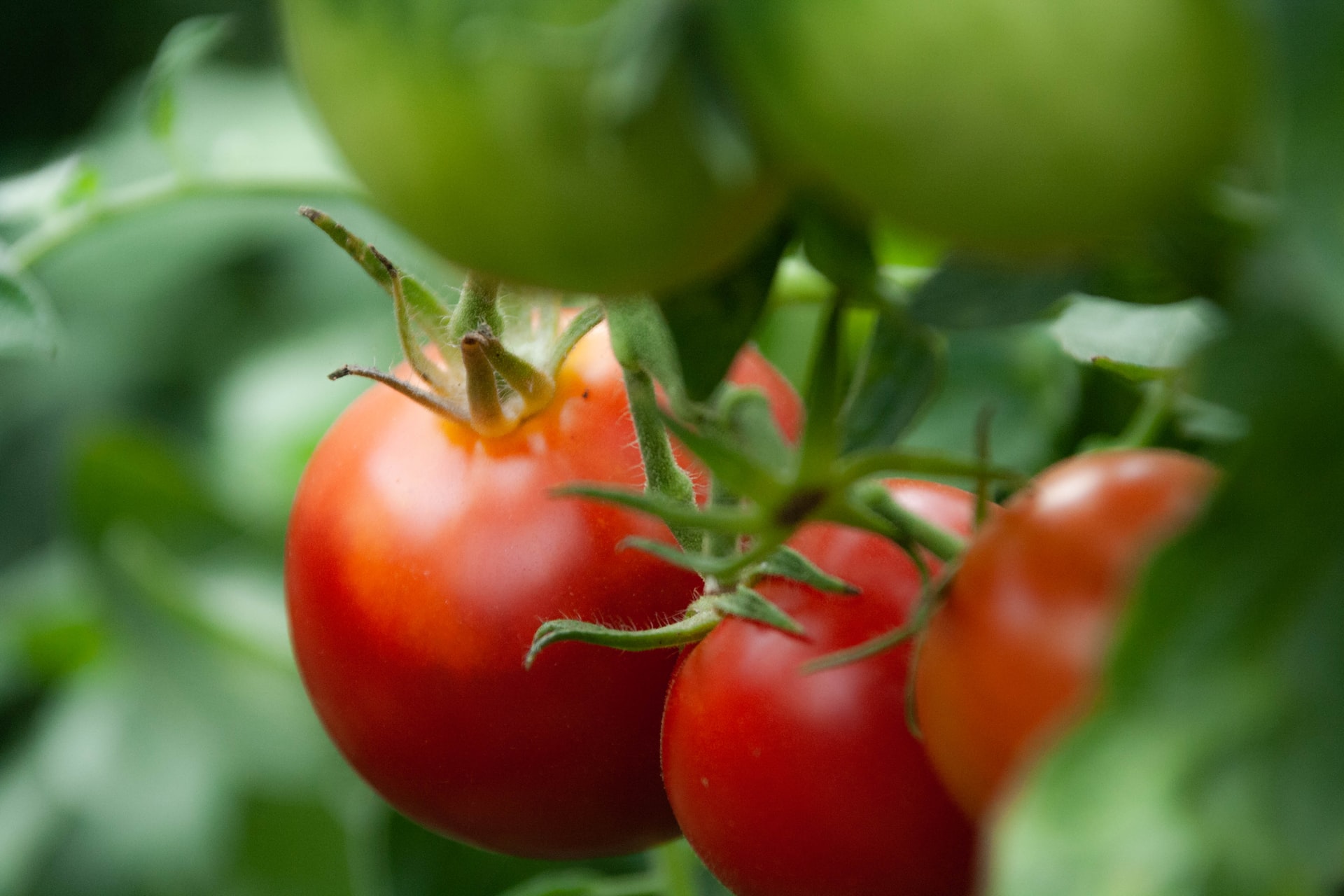 トマトに追肥するタイミングとは 栄養状況の見極め方やおすすめ肥料 Hanasaku