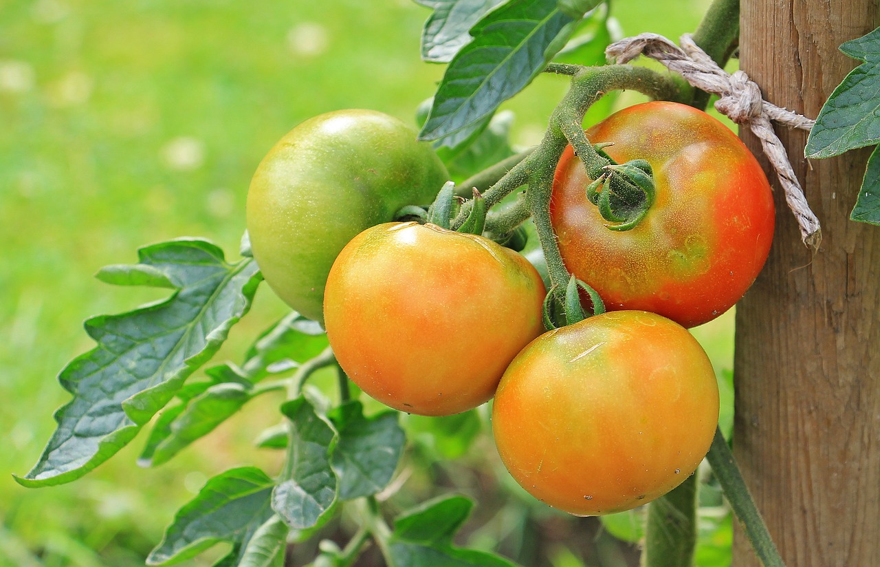 トマトを挿し木で増やす方法とは 脇芽を使って失敗しないコツ Hanasaku
