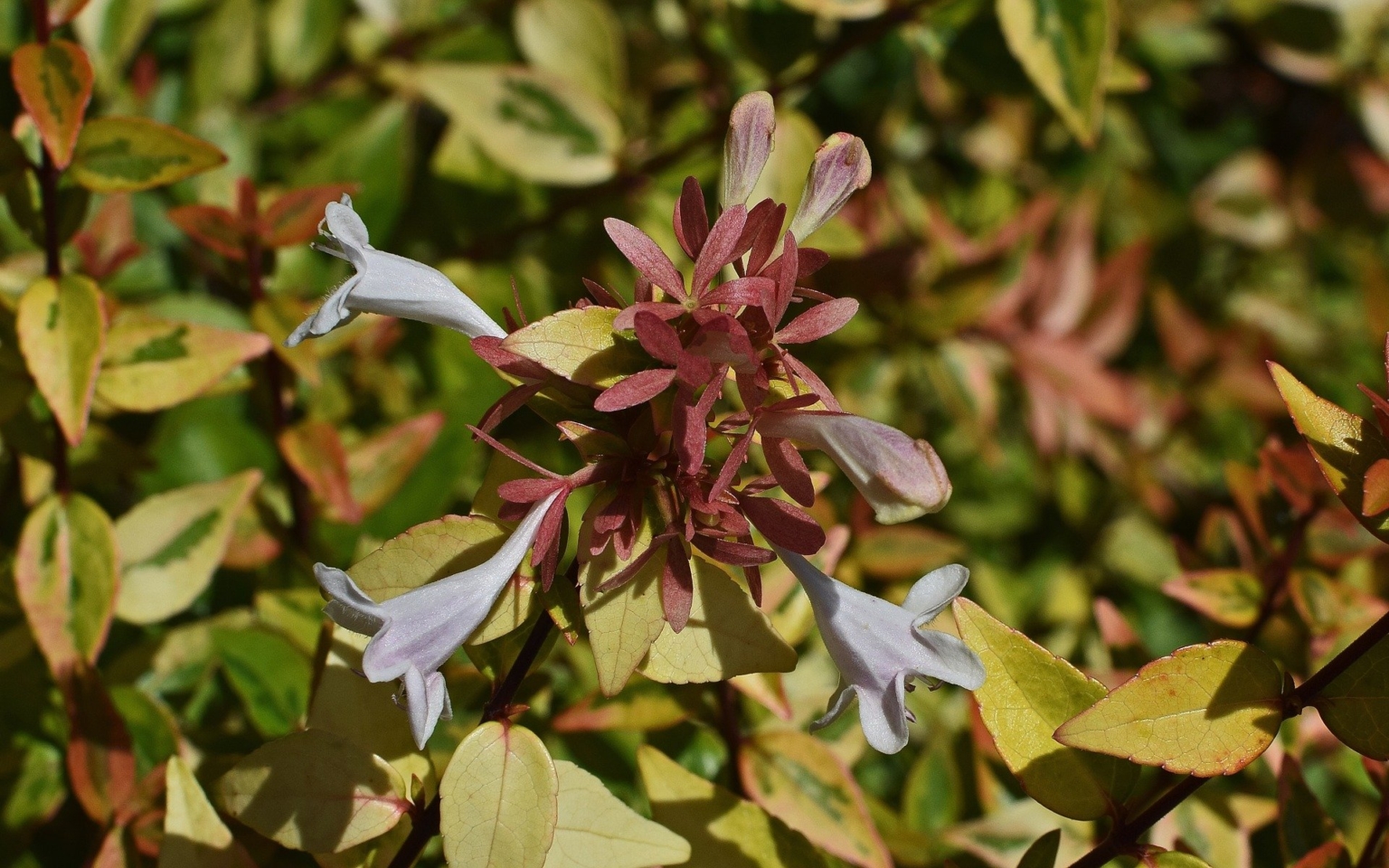 アベリアの花言葉の意味・由来|花の特徴や種類・誕生花も紹介 | HanaSaku