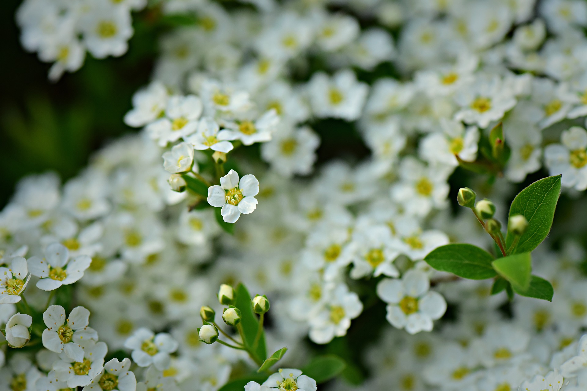 アリッサムの花言葉の意味 由来 花の特徴や種類 誕生花も紹介 Hanasaku