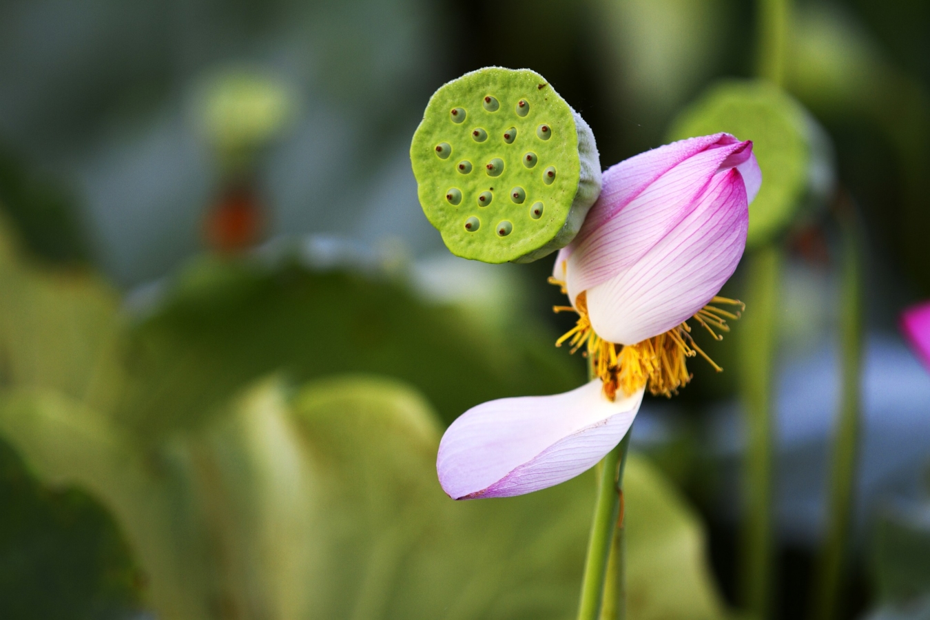 蓮 ハス の特徴まとめ 種類 開花時期 誕生花 花言葉 睡蓮との違いも Hanasaku