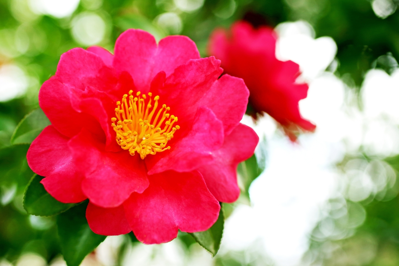 11月に咲く花一覧 ガーデニングで人気の品種の特徴や花言葉も紹介 Hanasaku