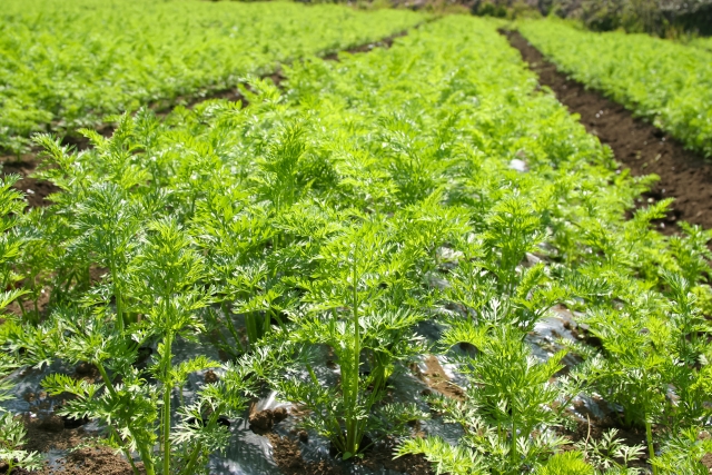 7月に植えるおすすめの野菜を紹介 収穫の時期や育て方のコツも解説 Hanasaku