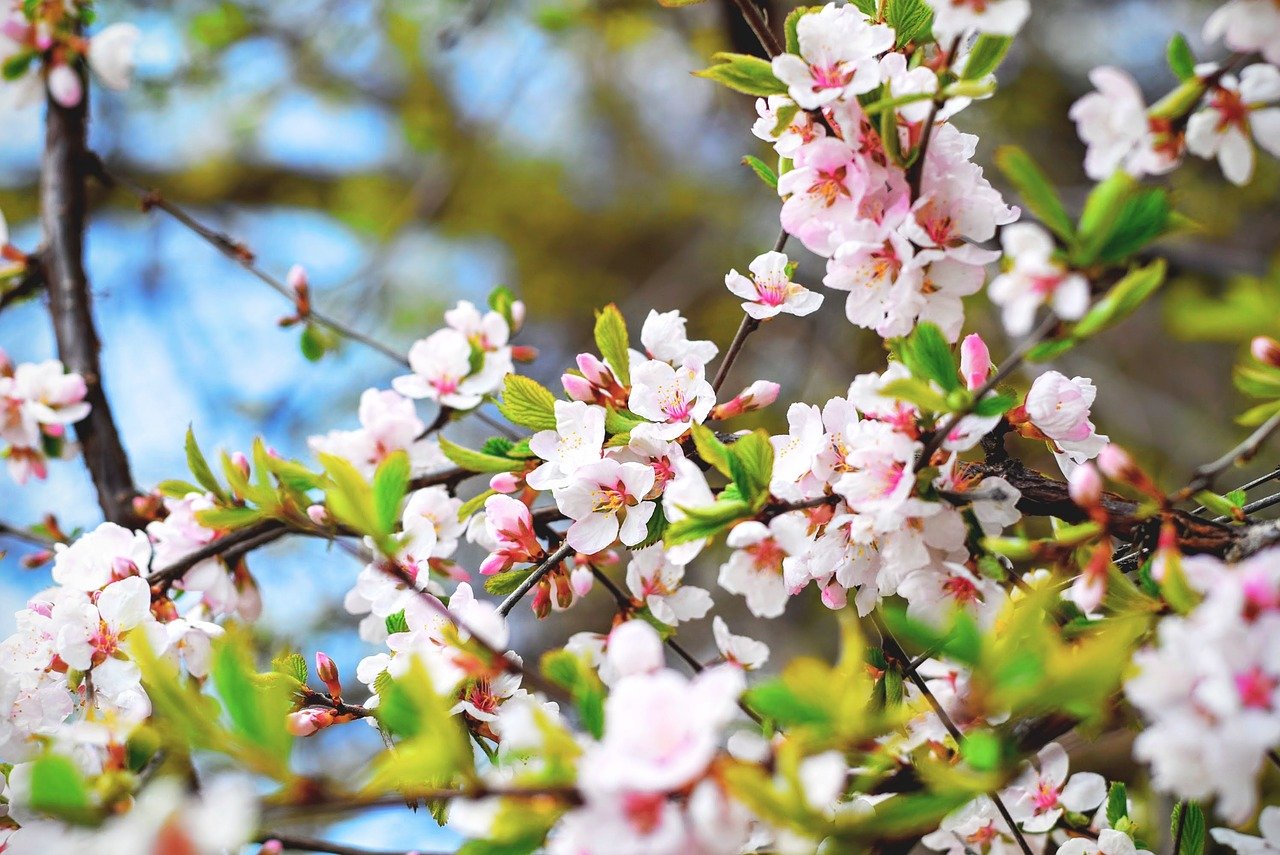 桜 サクラ の花言葉 種類別 英語の意味や由来 怖い意味もある Hanasaku