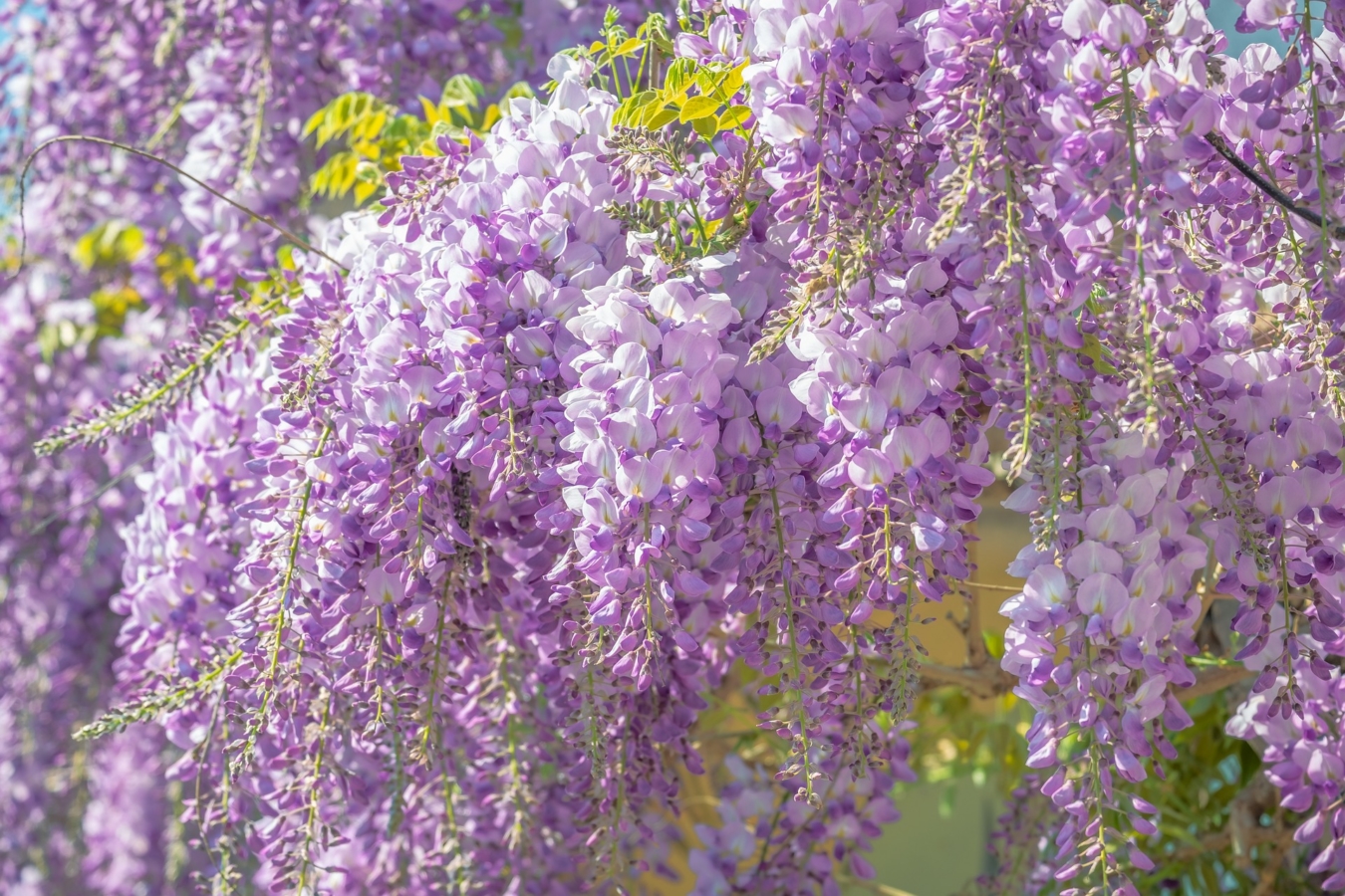 4月に咲く花:藤(フジ)