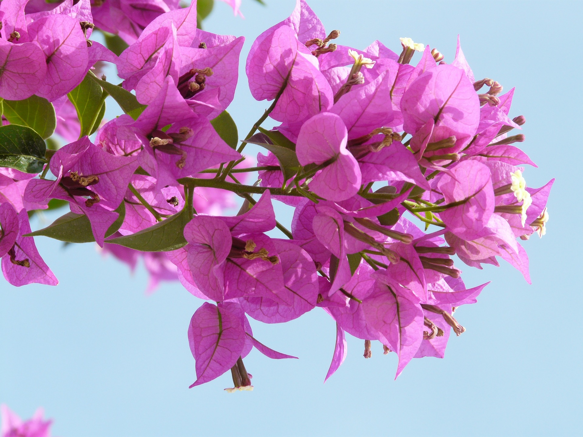 コブシ 辛夷 の花言葉 英語の意味や花言葉の由来 開花時期も紹介 Hanasaku
