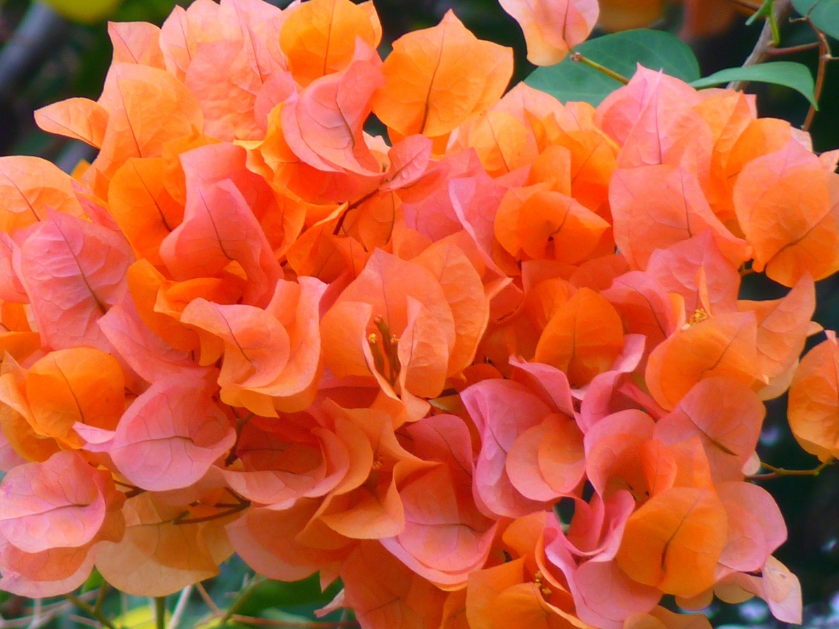 ブーゲンビリアの花言葉 色別 英語の意味や見頃の季節は Hanasaku