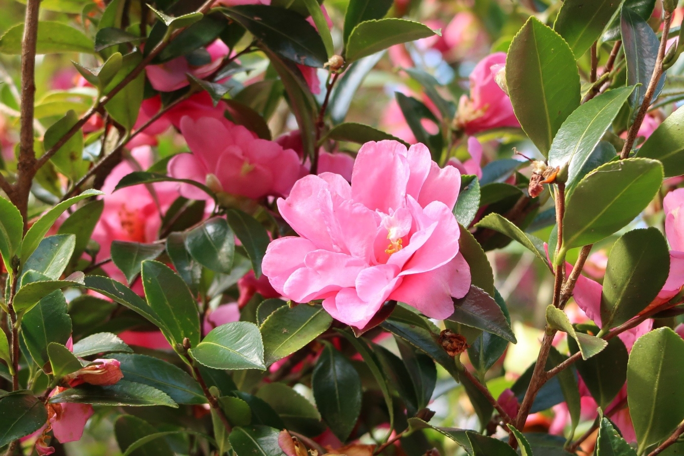 11月に咲く花一覧 ガーデニングで人気の品種の特徴や花言葉も紹介 Hanasaku