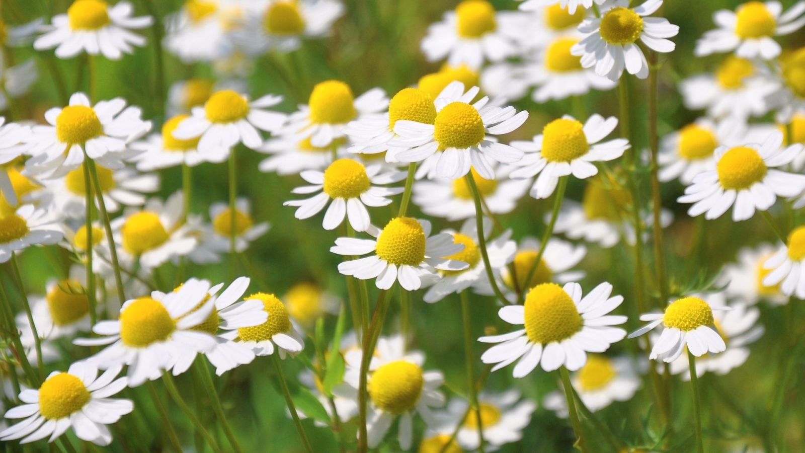 4月に咲く花:カモミール