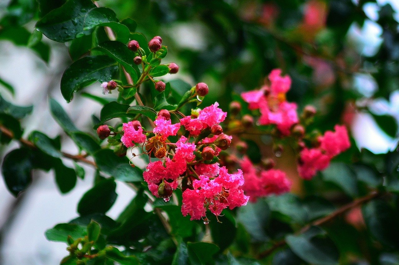 百日紅 サルスベリ の花言葉 花名の由来や色 種類 英語の意味も Hanasaku