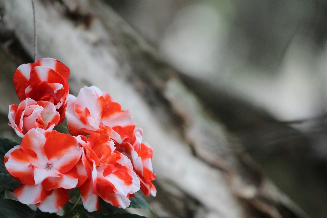 インパチェンスの花言葉の意味 由来 花の特徴や種類 誕生花も紹介 Hanasaku