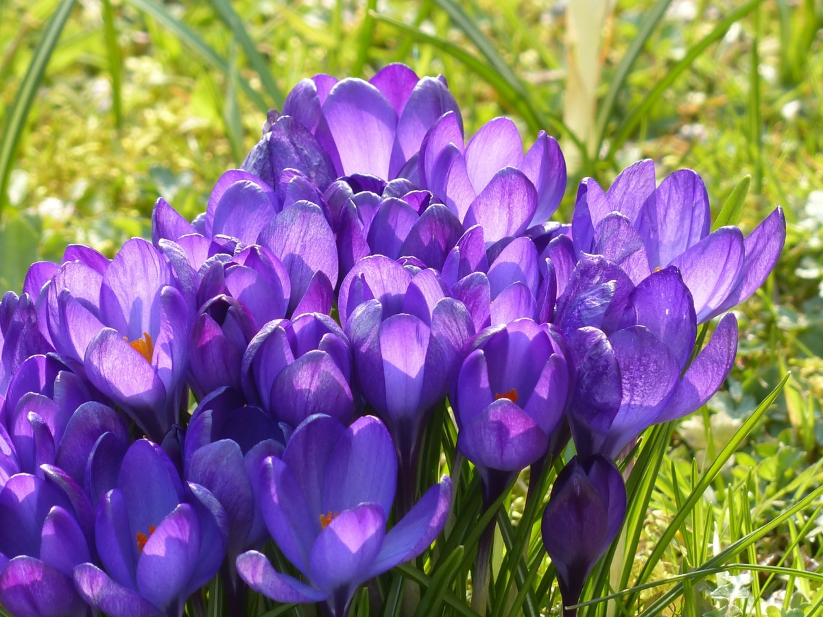 4月に咲く花一覧 ガーデニングで人気の品種の特徴や花言葉も紹介 Hanasaku