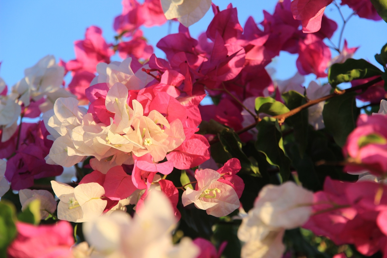 キョウチクトウ 夾竹桃 の花言葉 花言葉の由来は 毒があるの Hanasaku