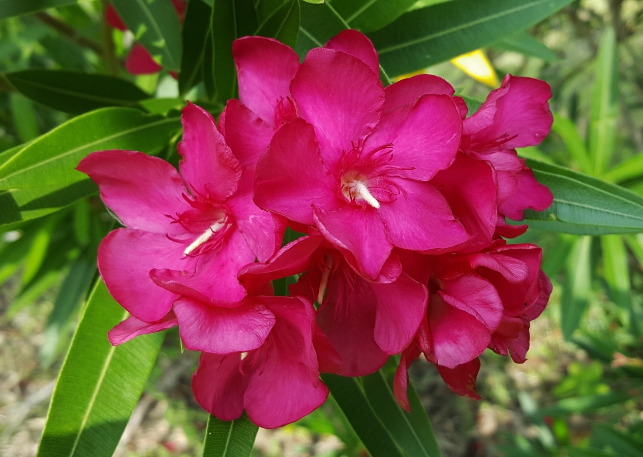 キョウチクトウ 夾竹桃 の花言葉 花言葉の由来は 毒があるの Hanasaku