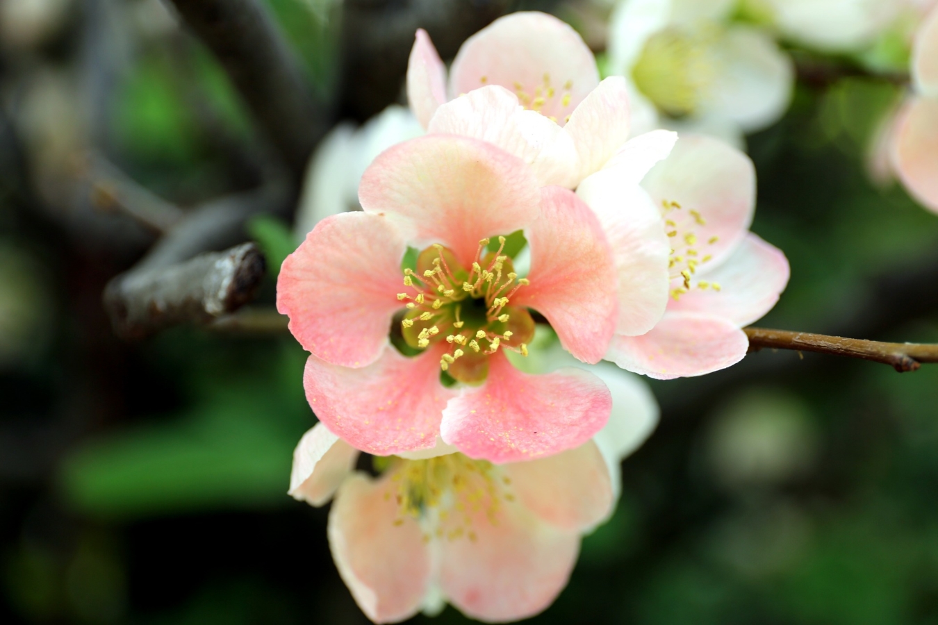 4月に咲く花一覧 ガーデニングで人気の品種の特徴や花言葉も紹介 Hanasaku