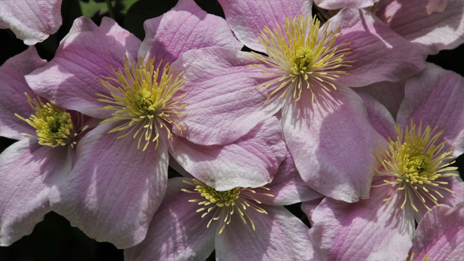 クレマチスの花言葉 花言葉や花名の由来 種類 歴史は Hanasaku