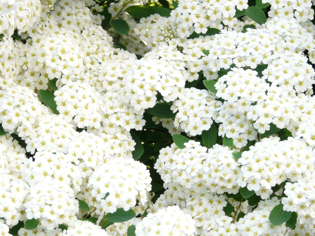 5月に咲く花一覧 ガーデニングで人気の品種の特徴や花言葉も紹介 Hanasaku
