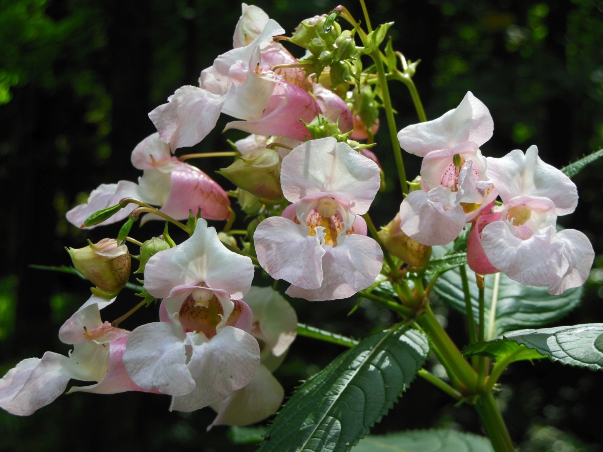 ホウセンカ 鳳仙花 の花言葉は短気 英語の意味や由来も紹介 Hanasaku