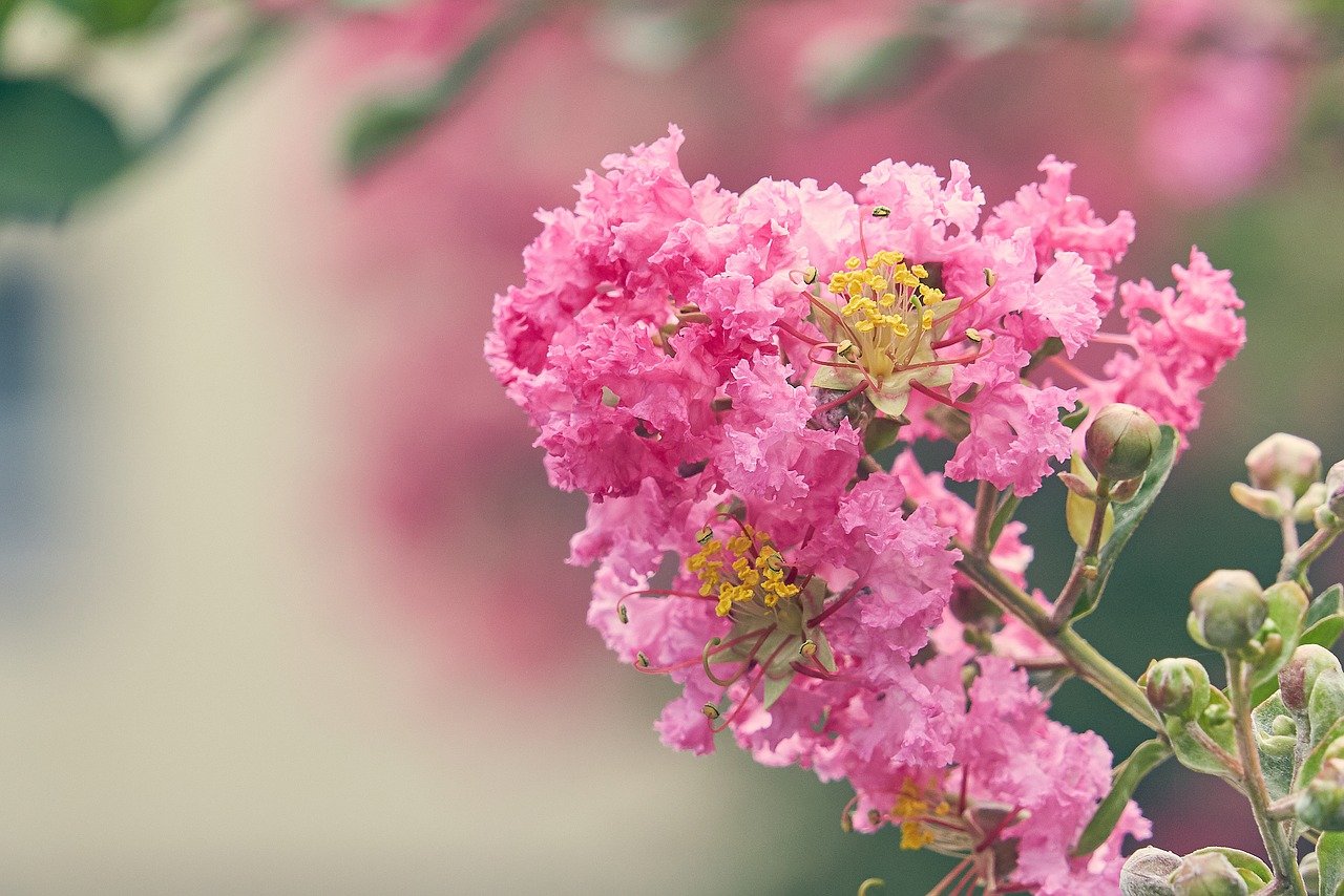 百日紅 サルスベリ の花言葉 花名の由来や色 種類 英語の意味も Hanasaku