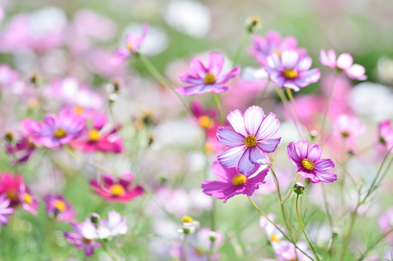 9月に咲く花一覧 ガーデニングで人気の品種の特徴や花言葉も紹介 Hanasaku