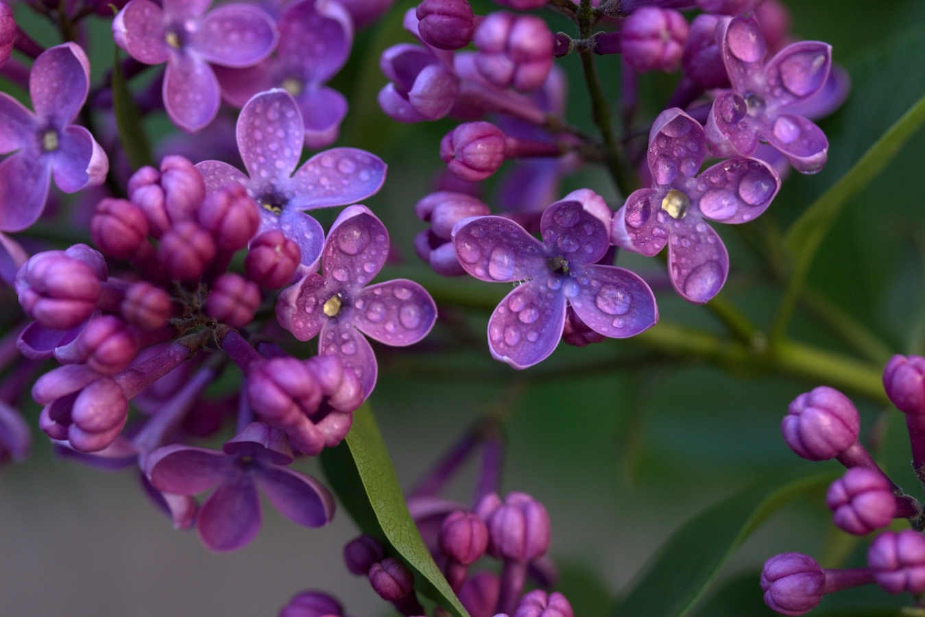 ライラック リラ の花言葉 紫 白 は 誕生花 由来 言い伝えも Hanasaku