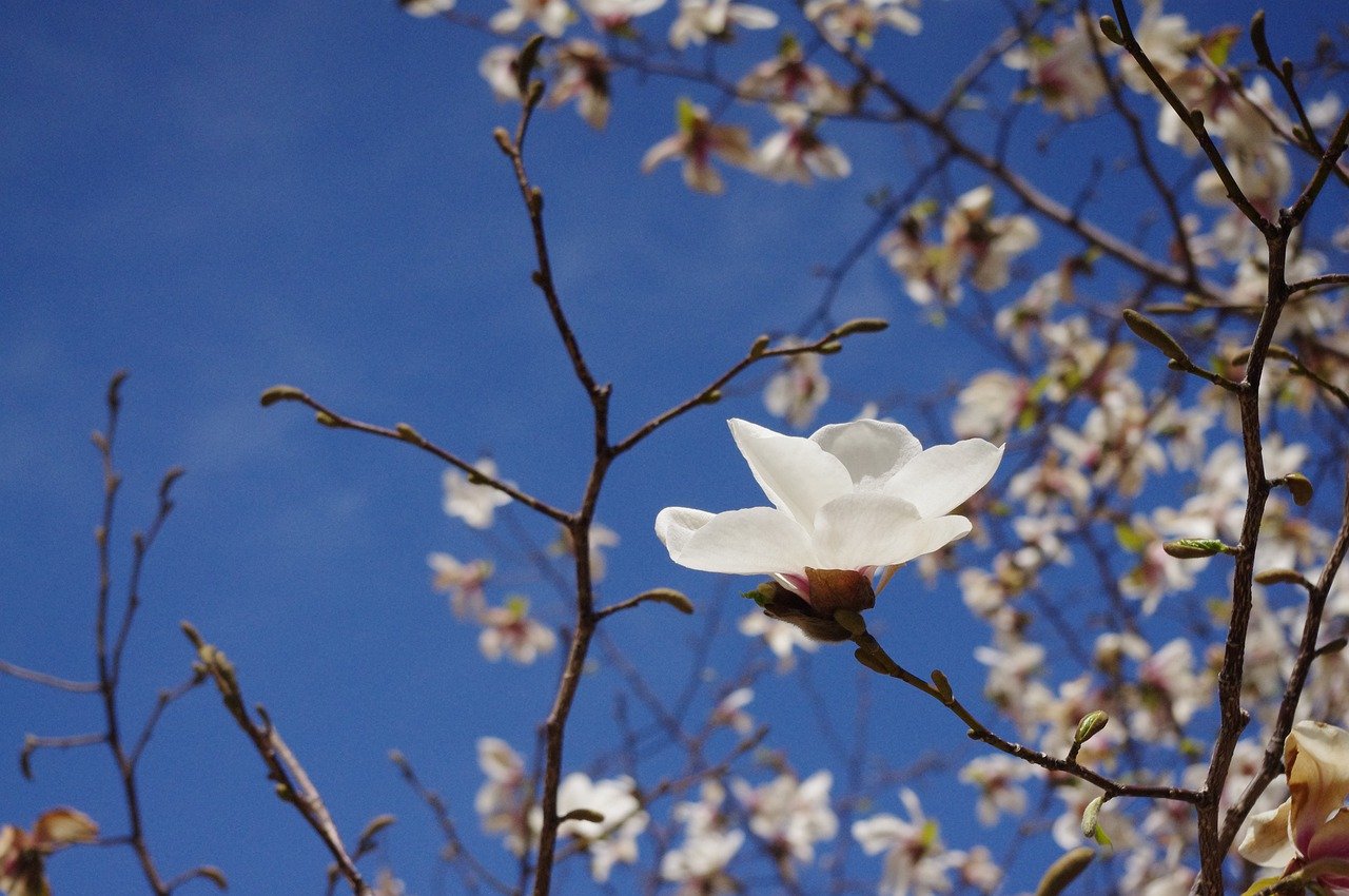 コブシ 辛夷 の花言葉 英語の意味や花言葉の由来 開花時期も紹介 Hanasaku