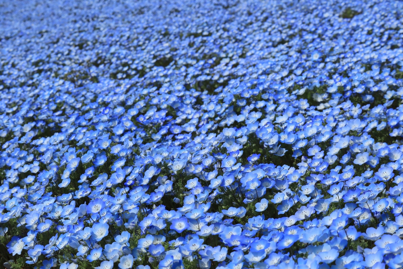 4月に咲く花:ネモフィラ