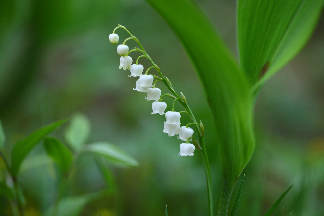 4月に咲く花:スズラン