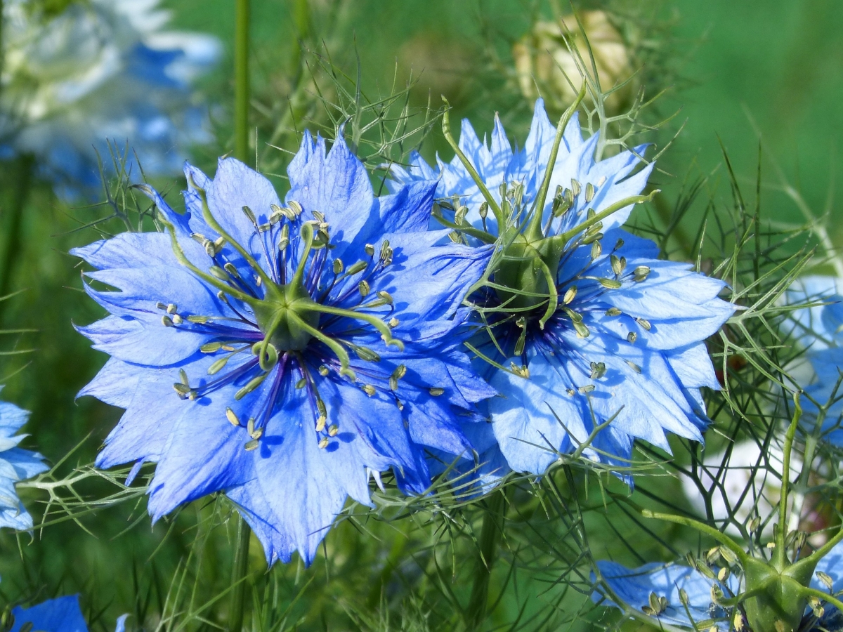 5月に咲く花一覧 ガーデニングで人気の品種の特徴や花言葉も紹介 Hanasaku
