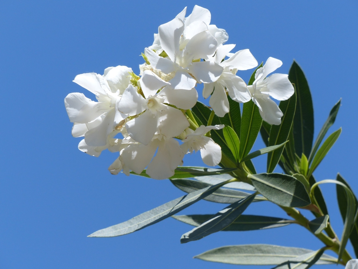 キョウチクトウ 夾竹桃 の花言葉 花言葉の由来は 毒があるの Hanasaku