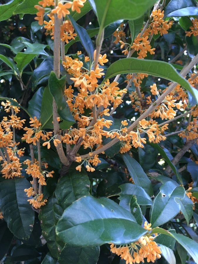 アリッサムの花言葉の意味 由来 花の特徴や種類 誕生花も紹介 Hanasaku