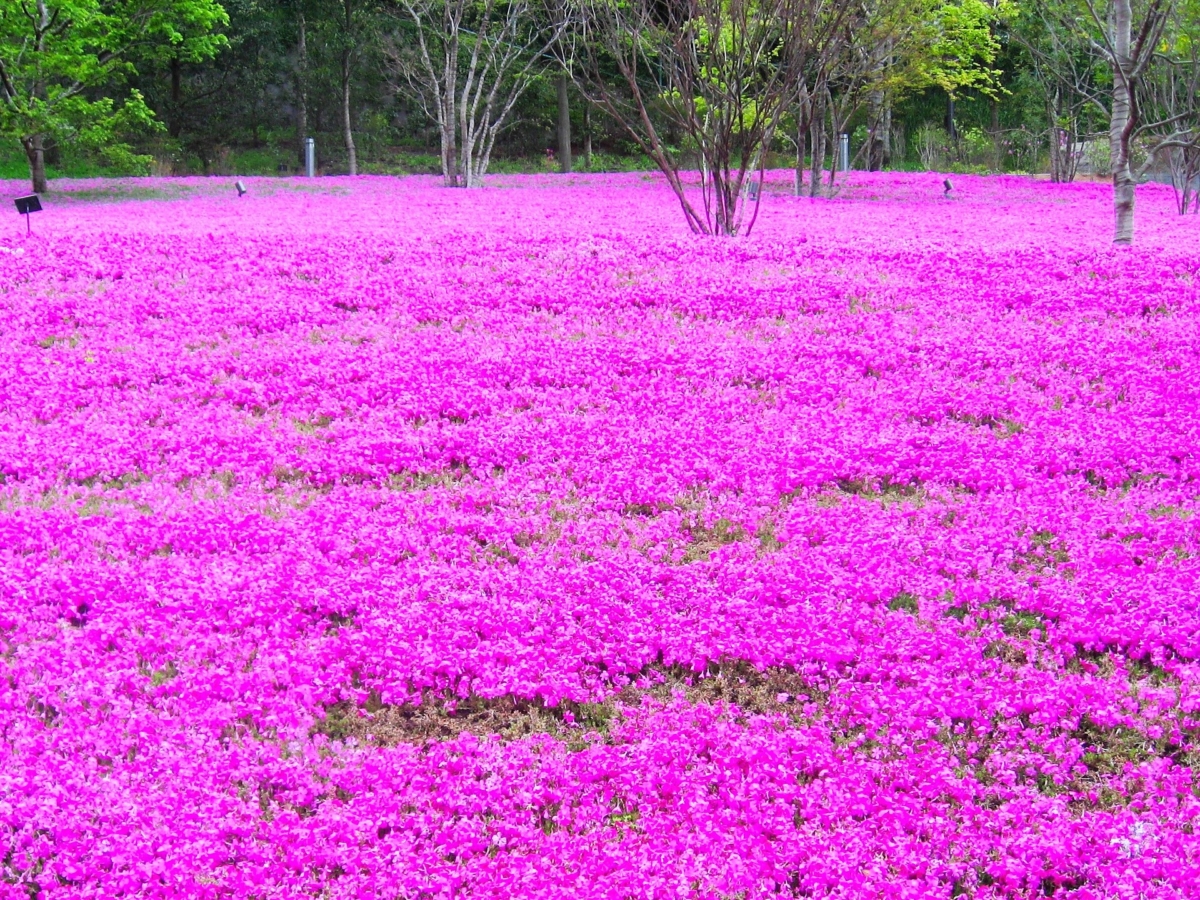 4月に咲く花:芝桜(シバザクラ)