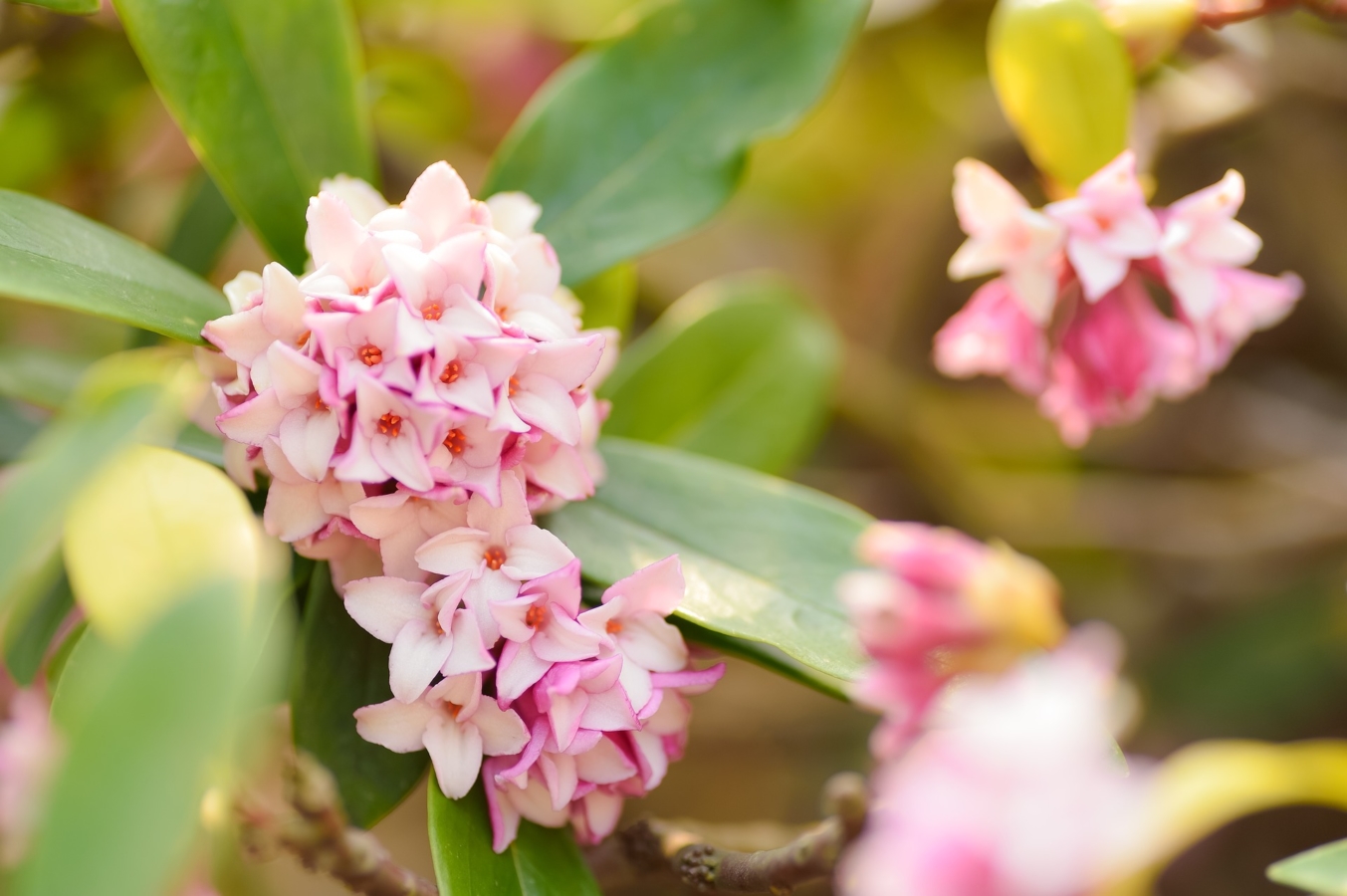 2月に咲く花一覧 花言葉やガーデニングにおすすめの花も紹介 Hanasaku