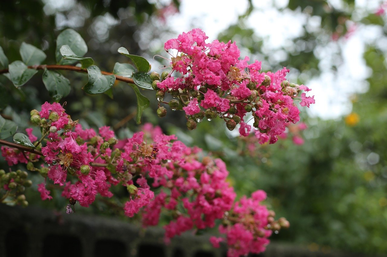 百日紅 サルスベリ の花言葉 花名の由来や色 種類 英語の意味も Hanasaku