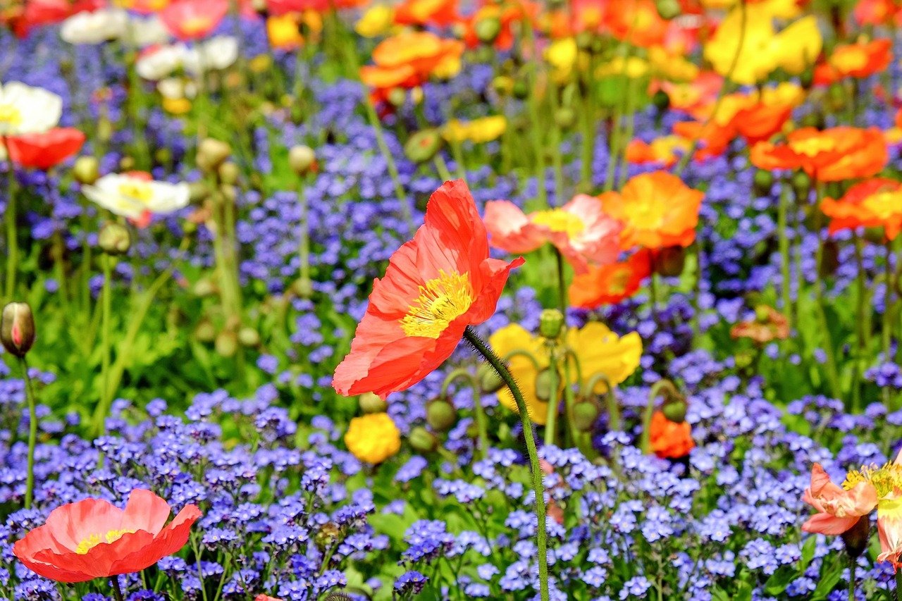 ポピーの花言葉は怖い 色や種類別の意味や由来 誕生花 季節 花の特徴も Hanasaku