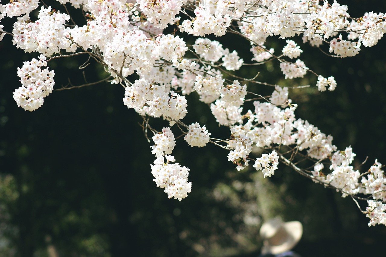 桜 サクラ の花言葉 種類別 英語の意味や由来 怖い意味もある Hanasaku
